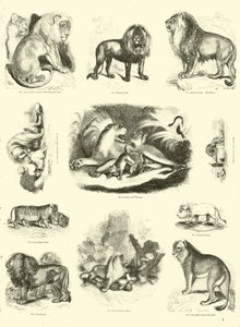 Page from The Pictorial Museum of Animated Nature by English School