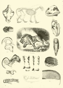 Page from The Pictorial Museum of Animated Nature by English School