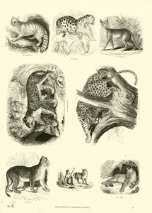 Page from The Pictorial Museum of Animated Nature