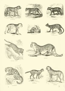 Page from The Pictorial Museum of Animated Nature