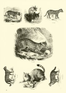 Page from The Pictorial Museum of Animated Nature