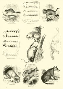 Page from The Pictorial Museum of Animated Nature