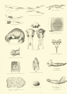 Page from The Pictorial Museum of Animated Nature by English School