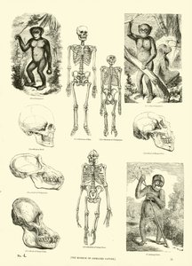 Page from The Pictorial Museum of Animated Nature by English School