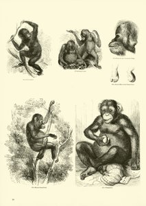 Page from The Pictorial Museum of Animated Nature