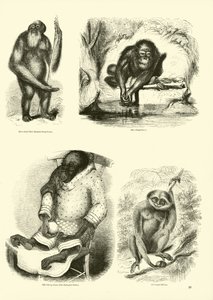 Page from The Pictorial Museum of Animated Nature