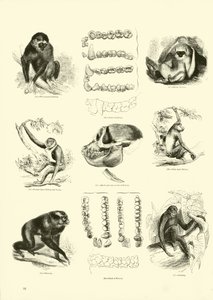 Page from The Pictorial Museum of Animated Nature