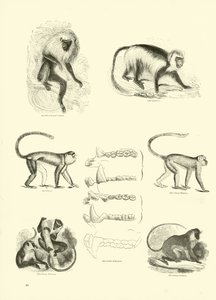 Page from The Pictorial Museum of Animated Nature