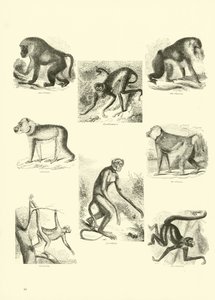 Page from The Pictorial Museum of Animated Nature