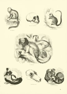 Page from The Pictorial Museum of Animated Nature