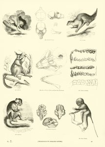 Page from The Pictorial Museum of Animated Nature by English School