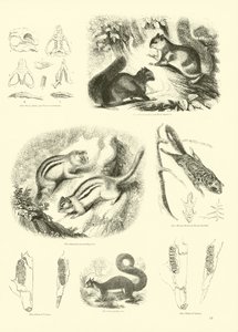 Page from The Pictorial Museum of Animated Nature