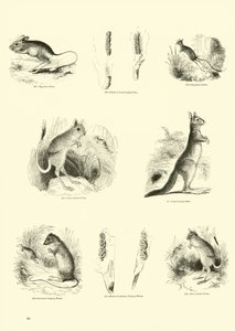 Page from The Pictorial Museum of Animated Nature