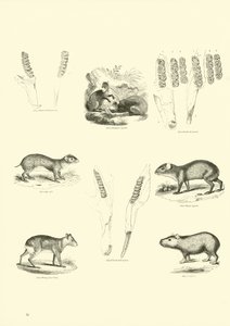 Page from The Pictorial Museum of Animated Nature by English School
