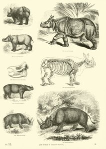 Page from The Pictorial Museum of Animated Nature