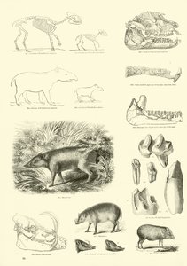 Page from The Pictorial Museum of Animated Nature