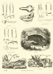 Page from The Pictorial Museum of Animated Nature by English School