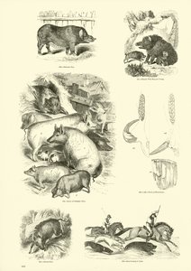 Page from The Pictorial Museum of Animated Nature by English School