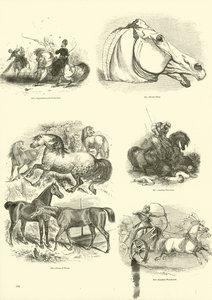 Page from The Pictorial Museum of Animated Nature by English School
