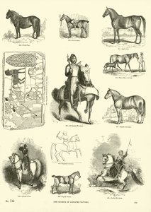 Page from The Pictorial Museum of Animated Nature by English School