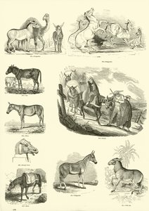 Page from The Pictorial Museum of Animated Nature