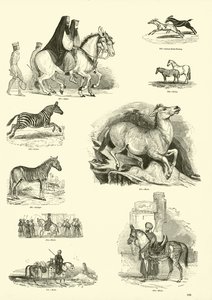 Page from The Pictorial Museum of Animated Nature