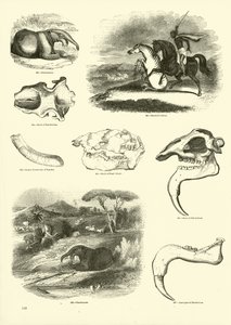 Page from The Pictorial Museum of Animated Nature by English School