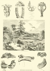 Page from The Pictorial Museum of Animated Nature