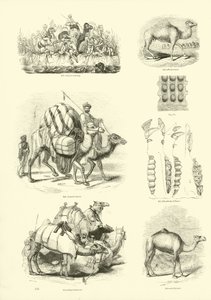 Page from The Pictorial Museum of Animated Nature