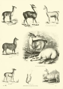 Page from The Pictorial Museum of Animated Nature