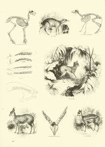 Page from The Pictorial Museum of Animated Nature by English School