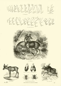 Page from The Pictorial Museum of Animated Nature by English School
