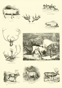Page from The Pictorial Museum of Animated Nature