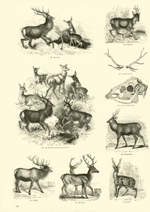Page from The Pictorial Museum of Animated Nature by English School