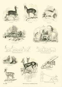 Page from The Pictorial Museum of Animated Nature by English School