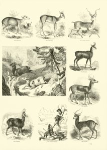 Page from The Pictorial Museum of Animated Nature