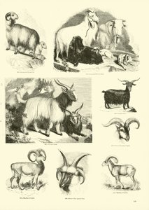 Page from The Pictorial Museum of Animated Nature by English School