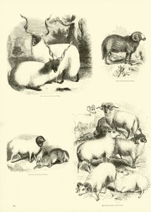 Page from The Pictorial Museum of Animated Nature by English School