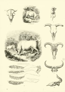 Page from The Pictorial Museum of Animated Nature by English School