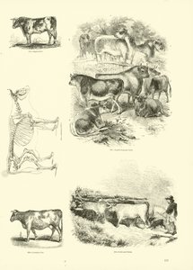 Page from The Pictorial Museum of Animated Nature