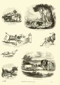 Page from The Pictorial Museum of Animated Nature by English School