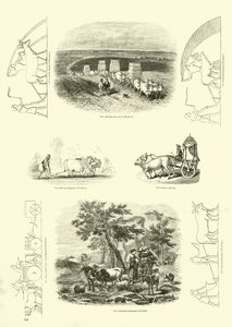Page from The Pictorial Museum of Animated Nature