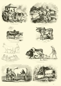 Page from The Pictorial Museum of Animated Nature by English School