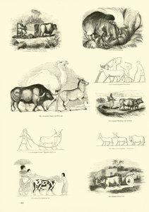 Page from The Pictorial Museum of Animated Nature by English School