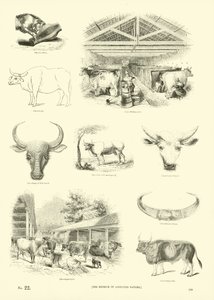 Page from The Pictorial Museum of Animated Nature