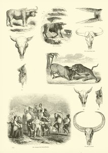 Page from The Pictorial Museum of Animated Nature by English School