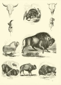 Page from The Pictorial Museum of Animated Nature