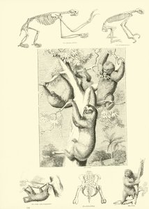 Page from The Pictorial Museum of Animated Nature