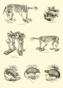 Page from The Pictorial Museum of Animated Nature