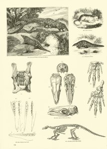 Page from The Pictorial Museum of Animated Nature